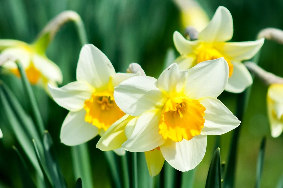 Yellow-Flower-Flower-White-Daffodil-Spring-Nature-1446430.jpg