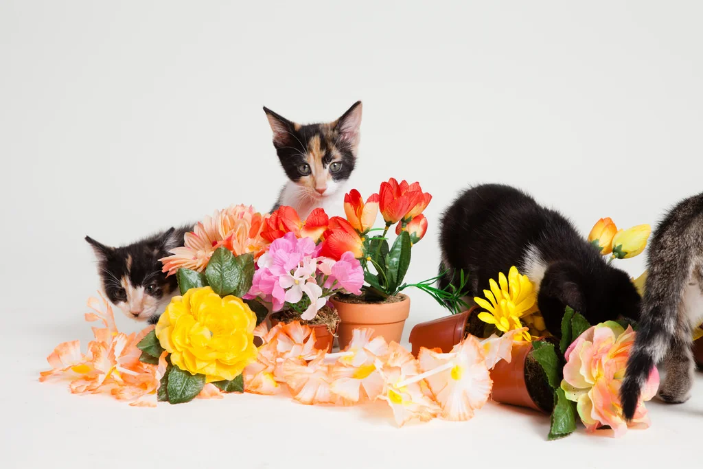 Cats And Flowers Cats And Flowers
