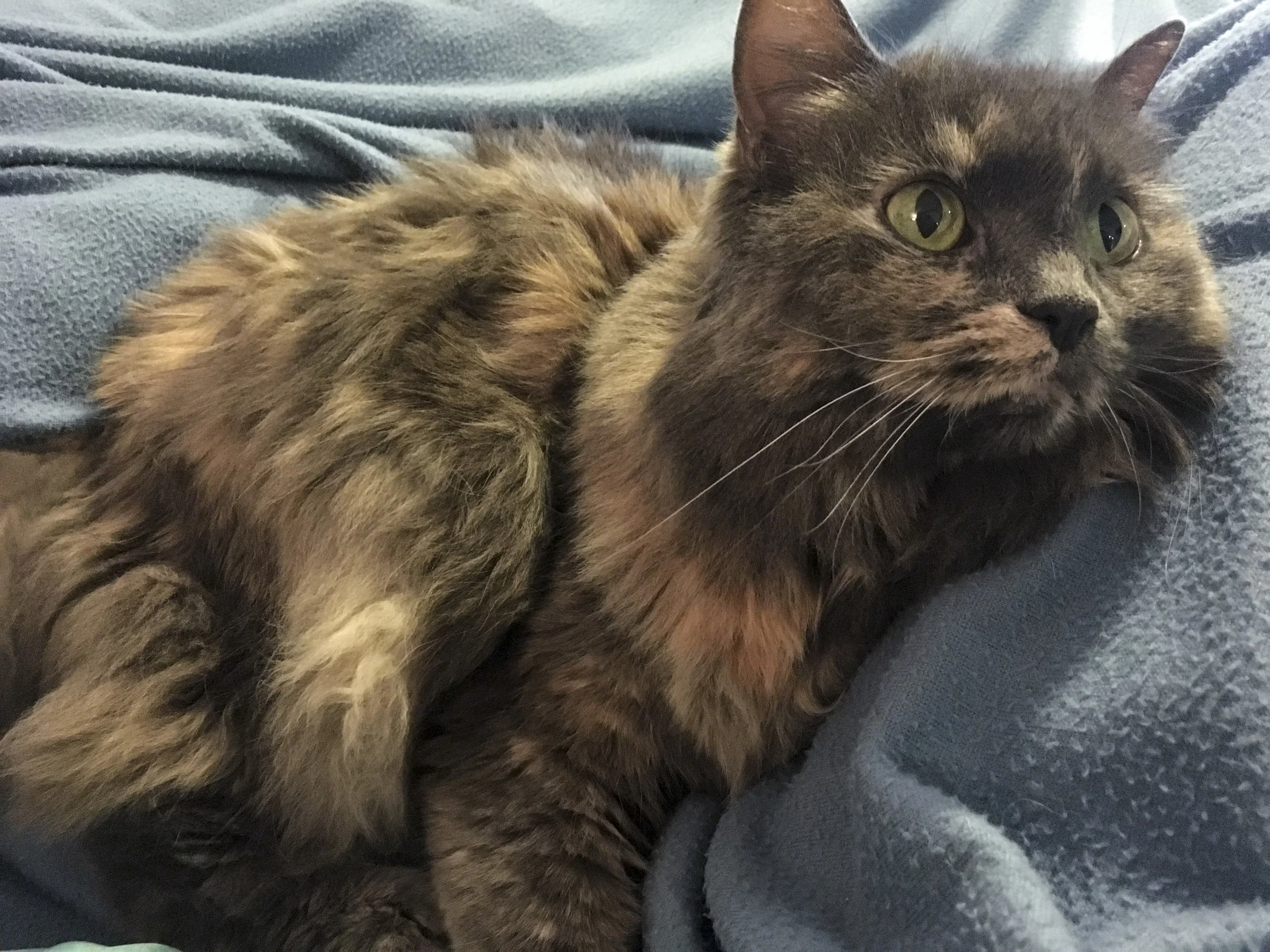 MAISY, 11 YEARS, FEMALE