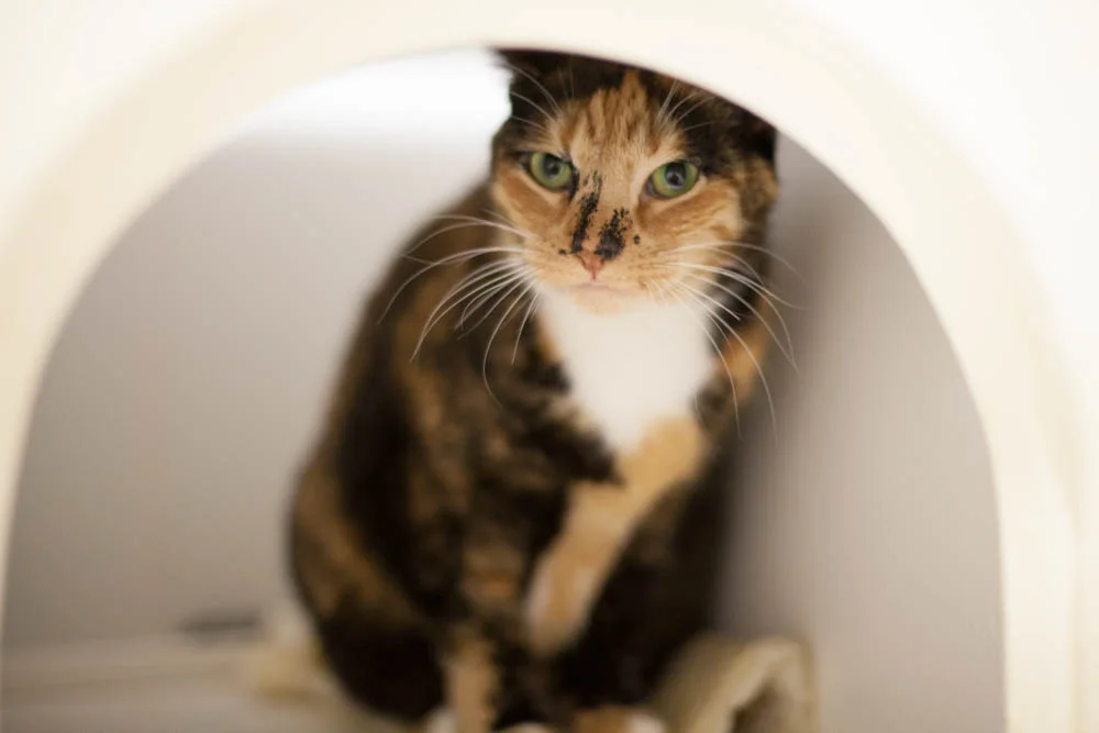 MIMI, 5 YEARS, FEMALE
