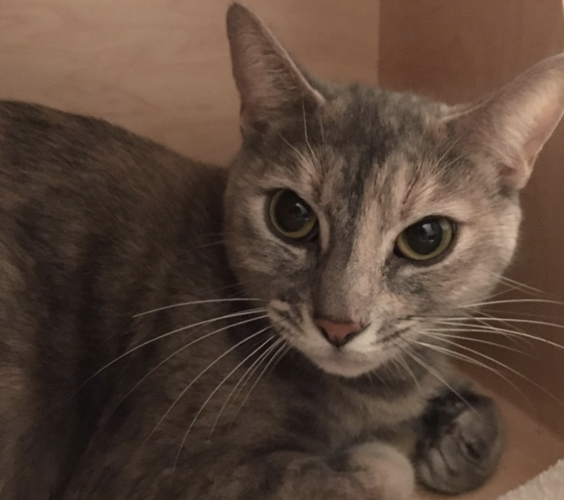 QUINOA, 3 YEARS, FEMALE