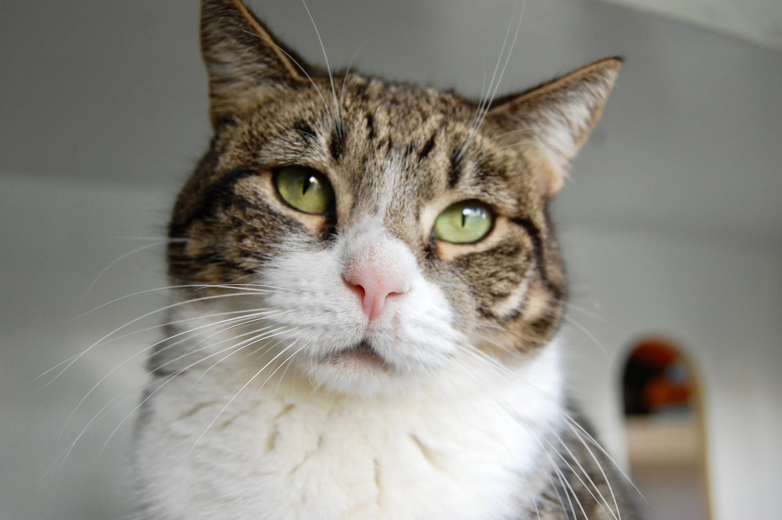 A year after arriving, Elsa was out in the open, playing and posing for photos.