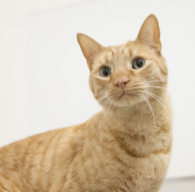 HAWKEYE, 4-6 YEARS, MALE