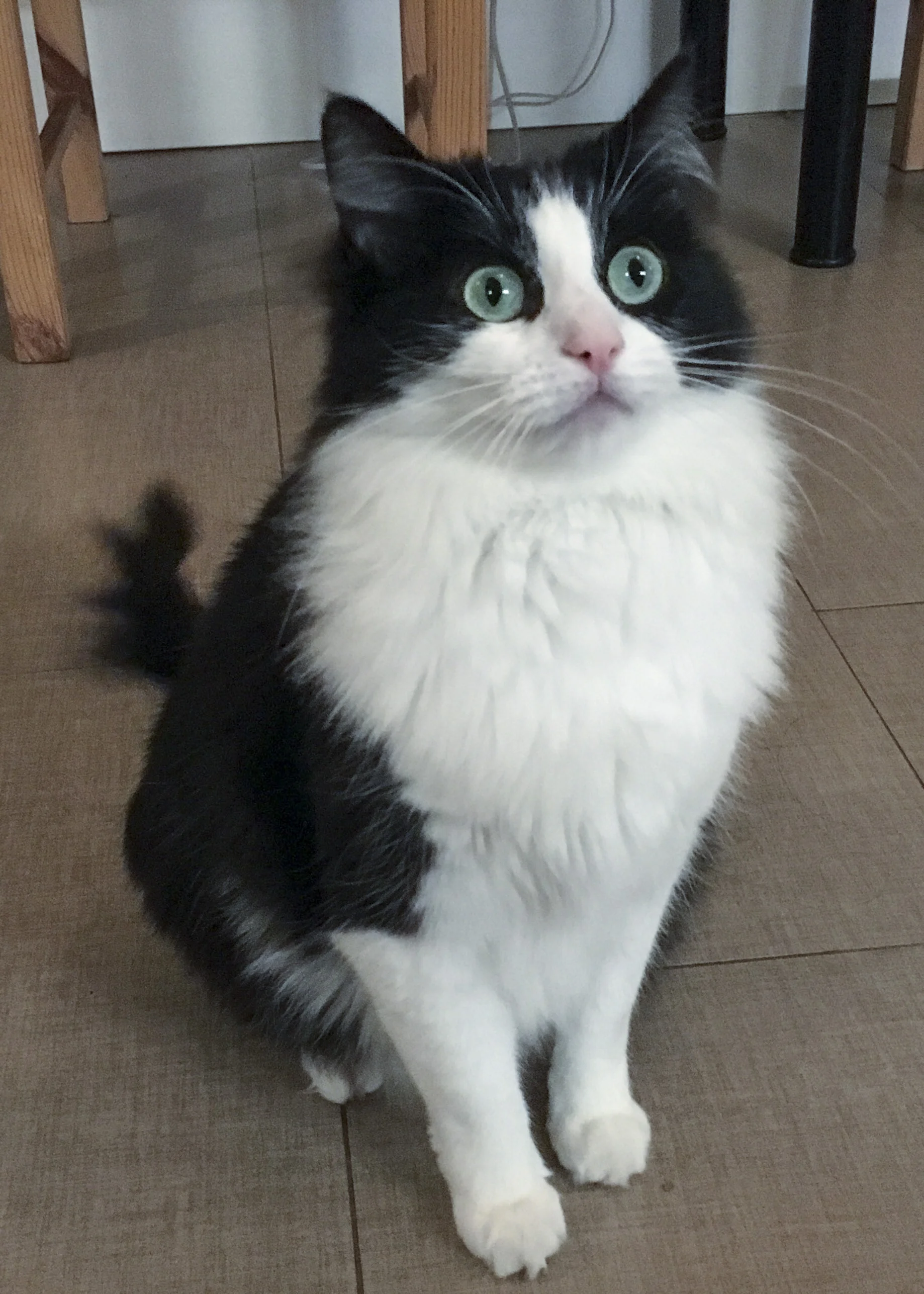 SOPHIE, 5 YEARS, FEMALE