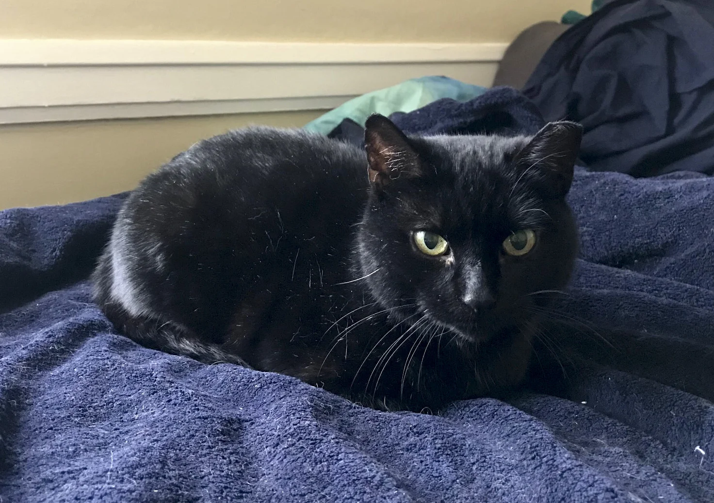 PIPER, 3 YEARS, FEMALE