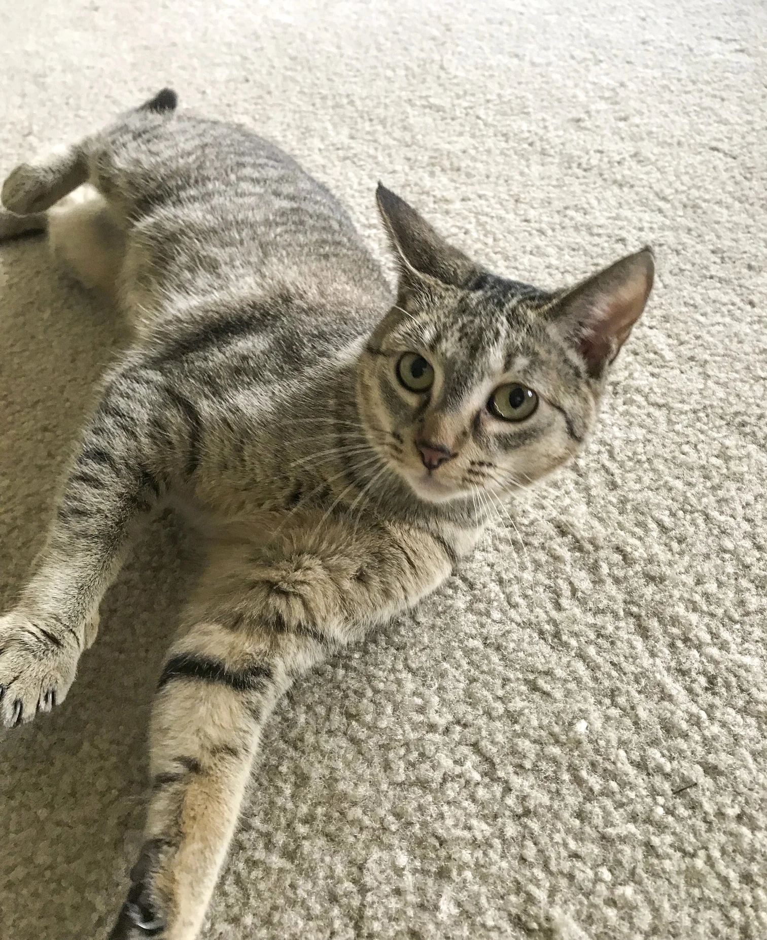 CASEY, 7 MONTHS, FEMALE