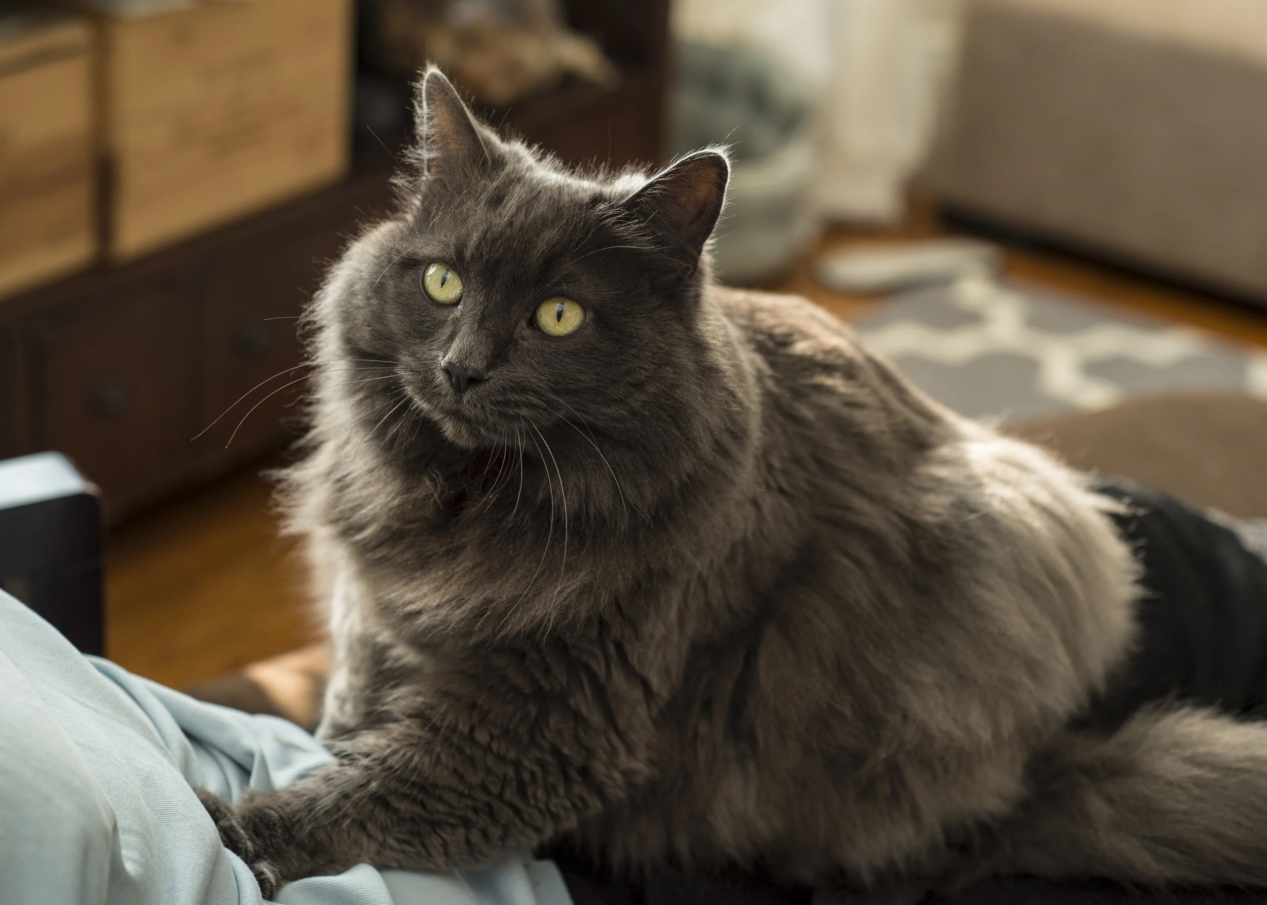 ARIS, 7 YEARS, FEMALE