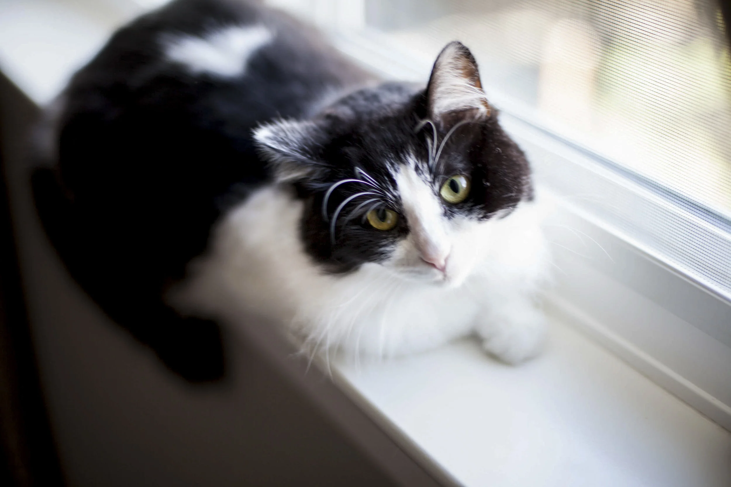 IVY, 2 YEARS, FEMALE