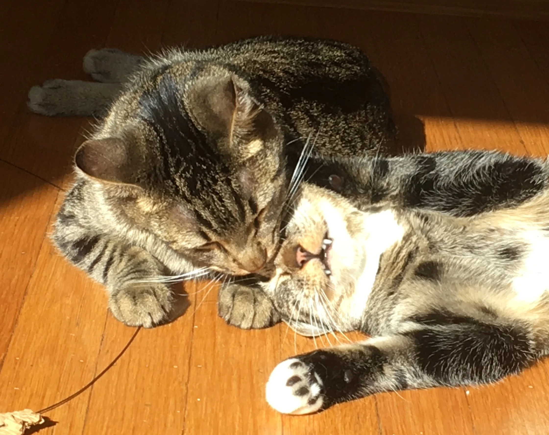 Blossom with her feline sibling in her new home.