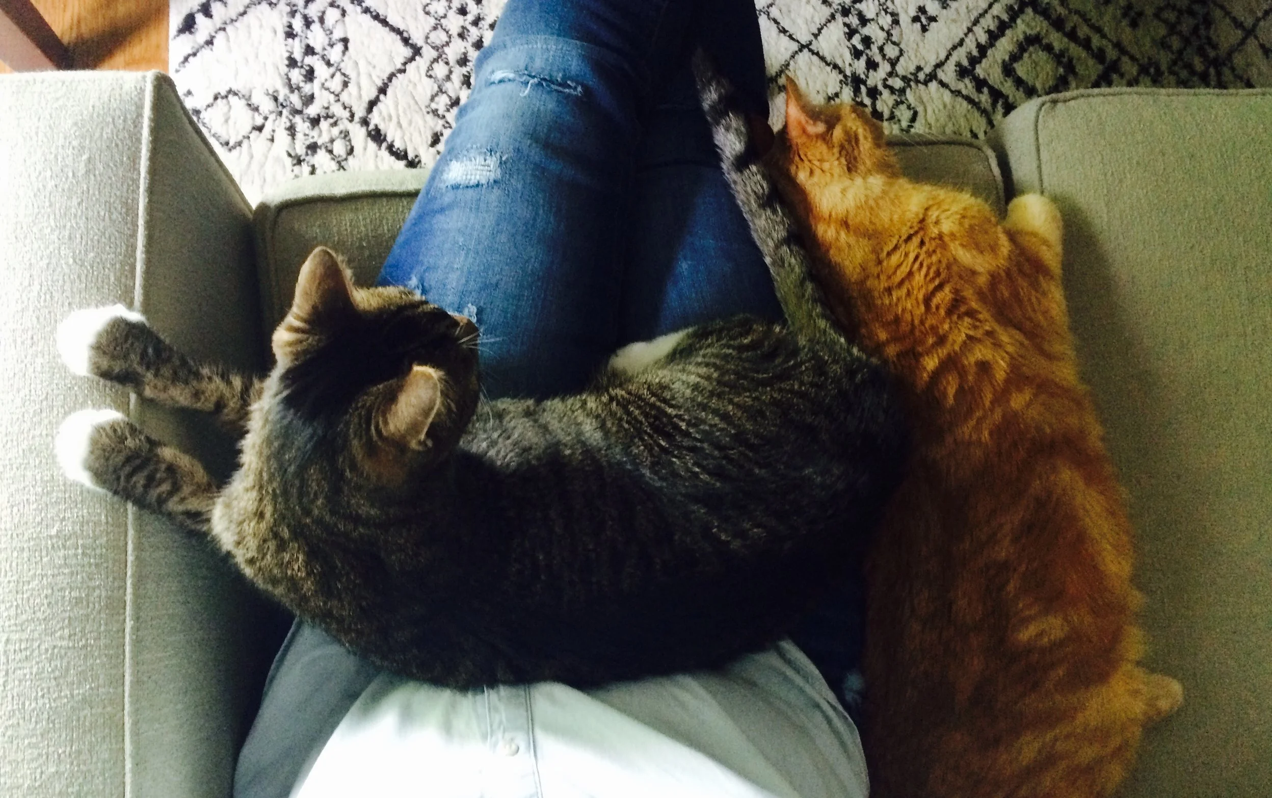 Leo, Bella, and Ginny sharing a moment on the couch. Photo by Ginny L.