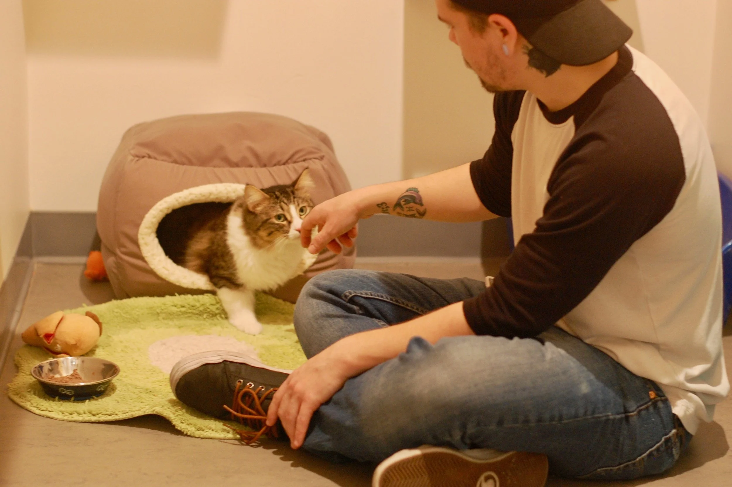 At Cat Town, Tesla was able to relax and learn to trust people. Photo by Cathy Niland.