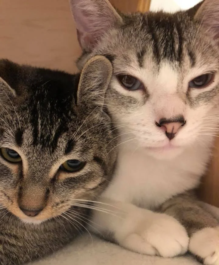 Maude and London, snuggling up a storm!