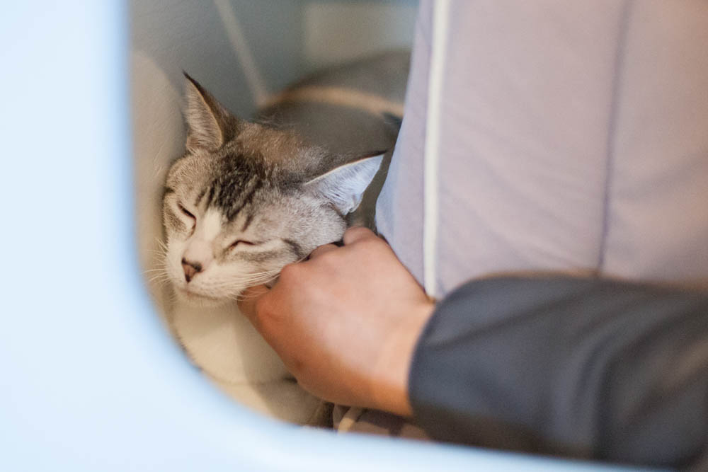 London's Adoption Update