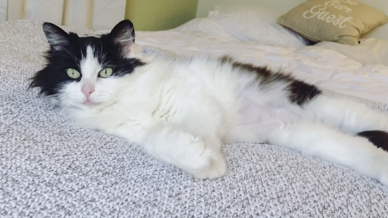MARLEY, 1 YEAR, FEMALE