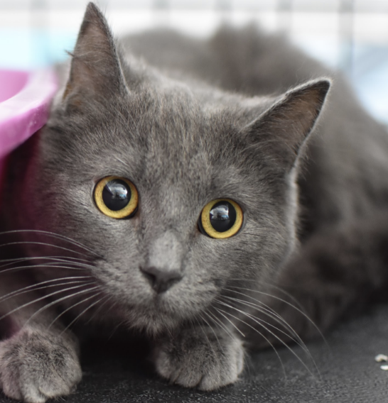 HALEY, 7 MONTHS, FEMALE