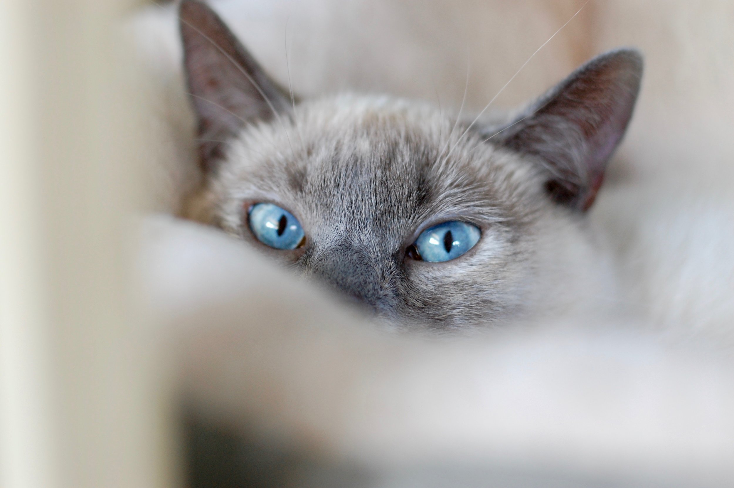 KITTEN WIRE: HOW PLAY HELPED A CAT NAMED TYRA