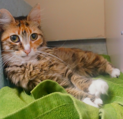 SAFFRON, 8 YEARS, FEMALE