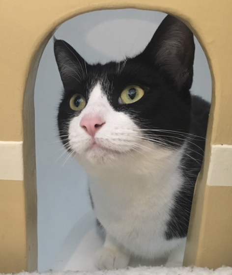 ANDROMEDA, 2.5 YEARS, FEMALE, BONDED PAIR WITH HUBBLE