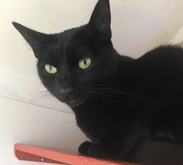 HUBBLE, 2.5 YEARS, FEMALE, BONDED PAIR WITH ANDROMEDA