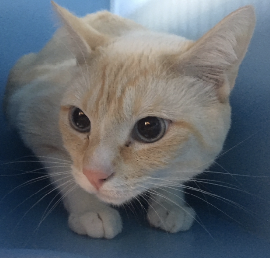 HANK, 2 YEARS, MALE, BONDED PAIR WITH TURTLE