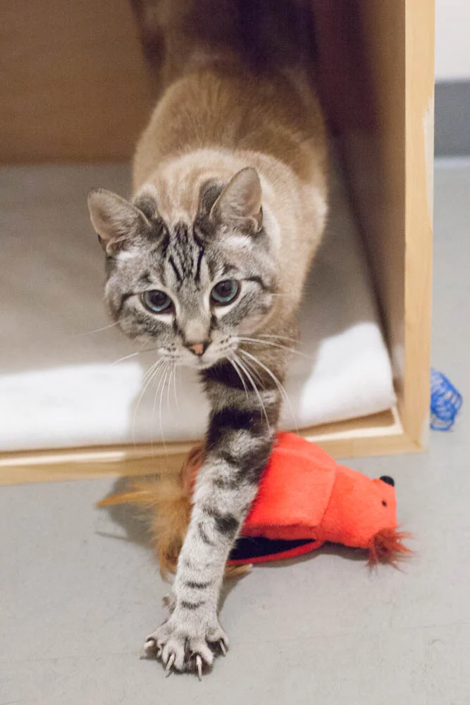 SAMMY, 8 YEARS, MALE