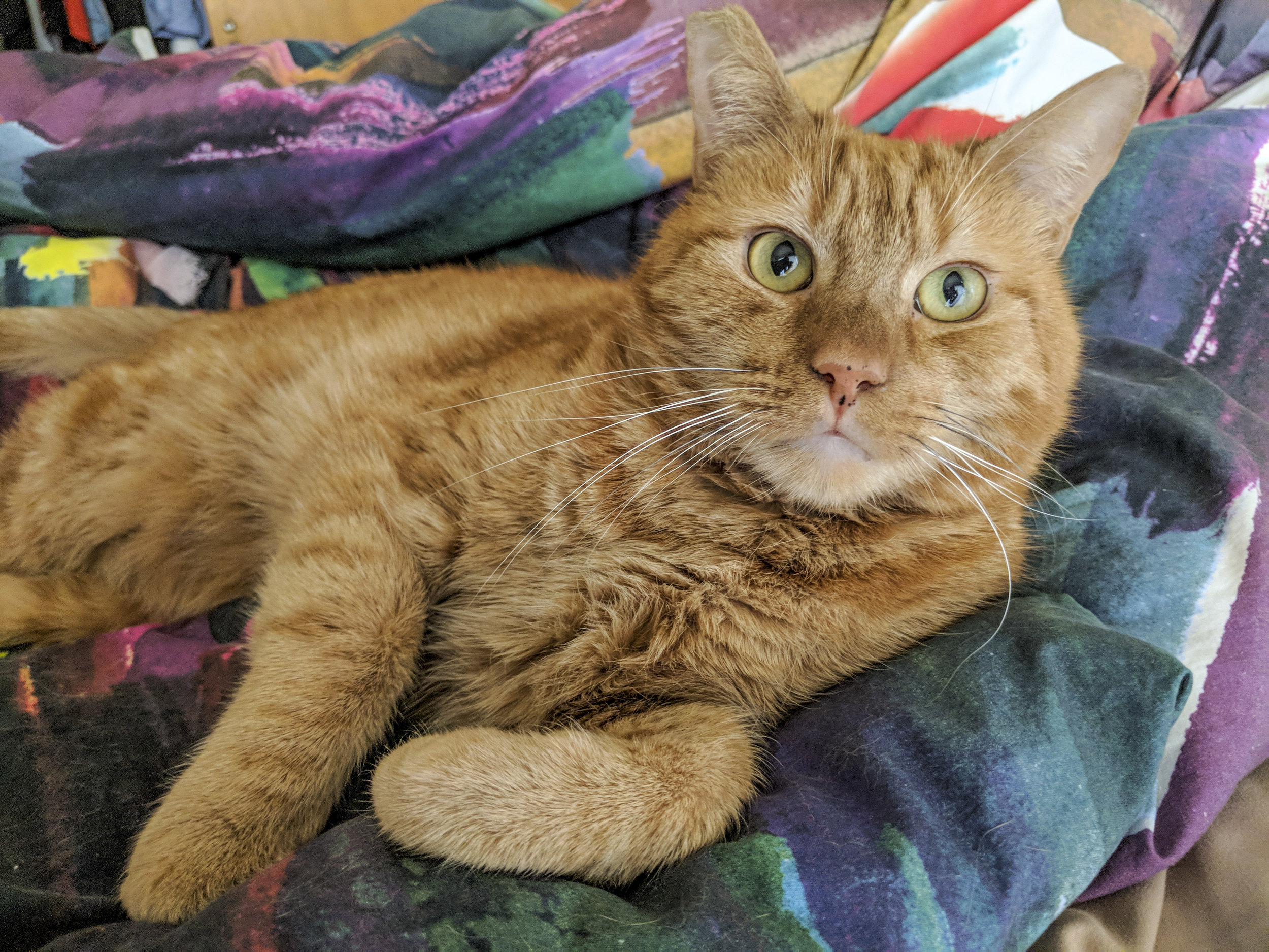 orange striped cat