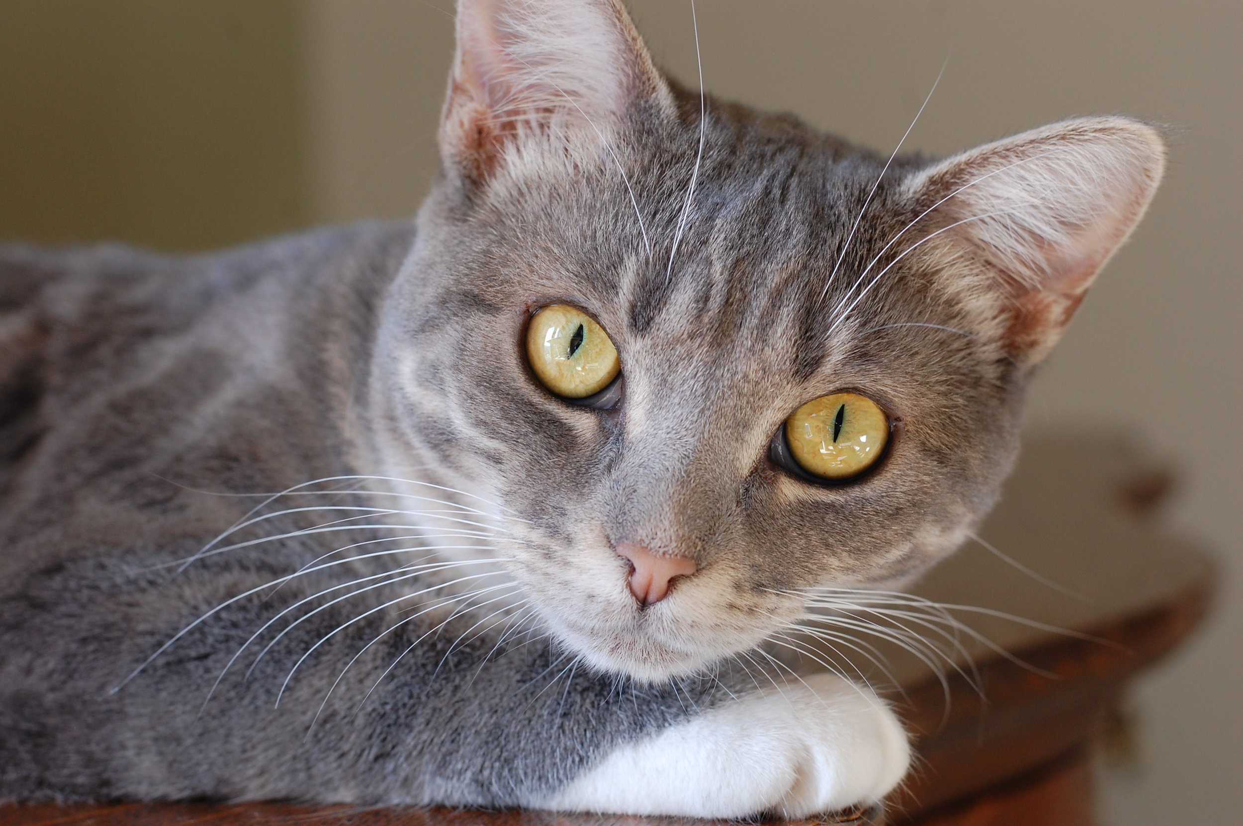 grey cat with orange spots