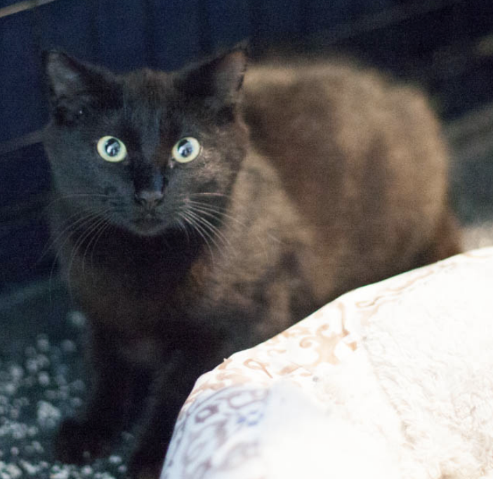 SKYE, 9-12 MONTHS, FEMALE
