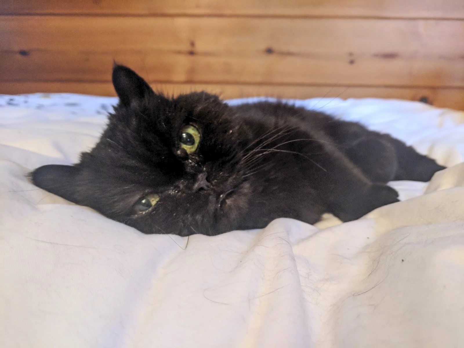 SQUIGGY, 14 YEARS, MALE