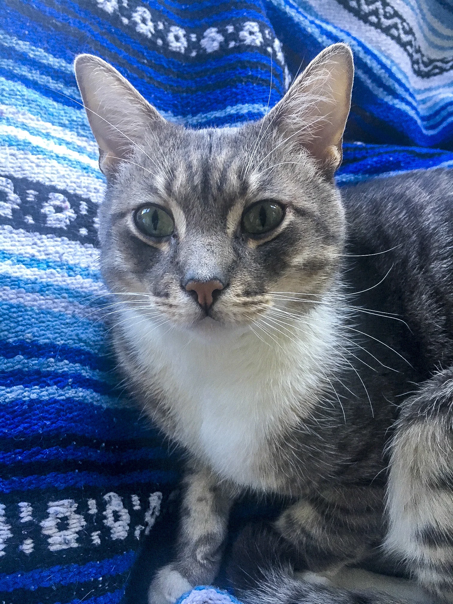 MORTY, 1 YEAR, MALE