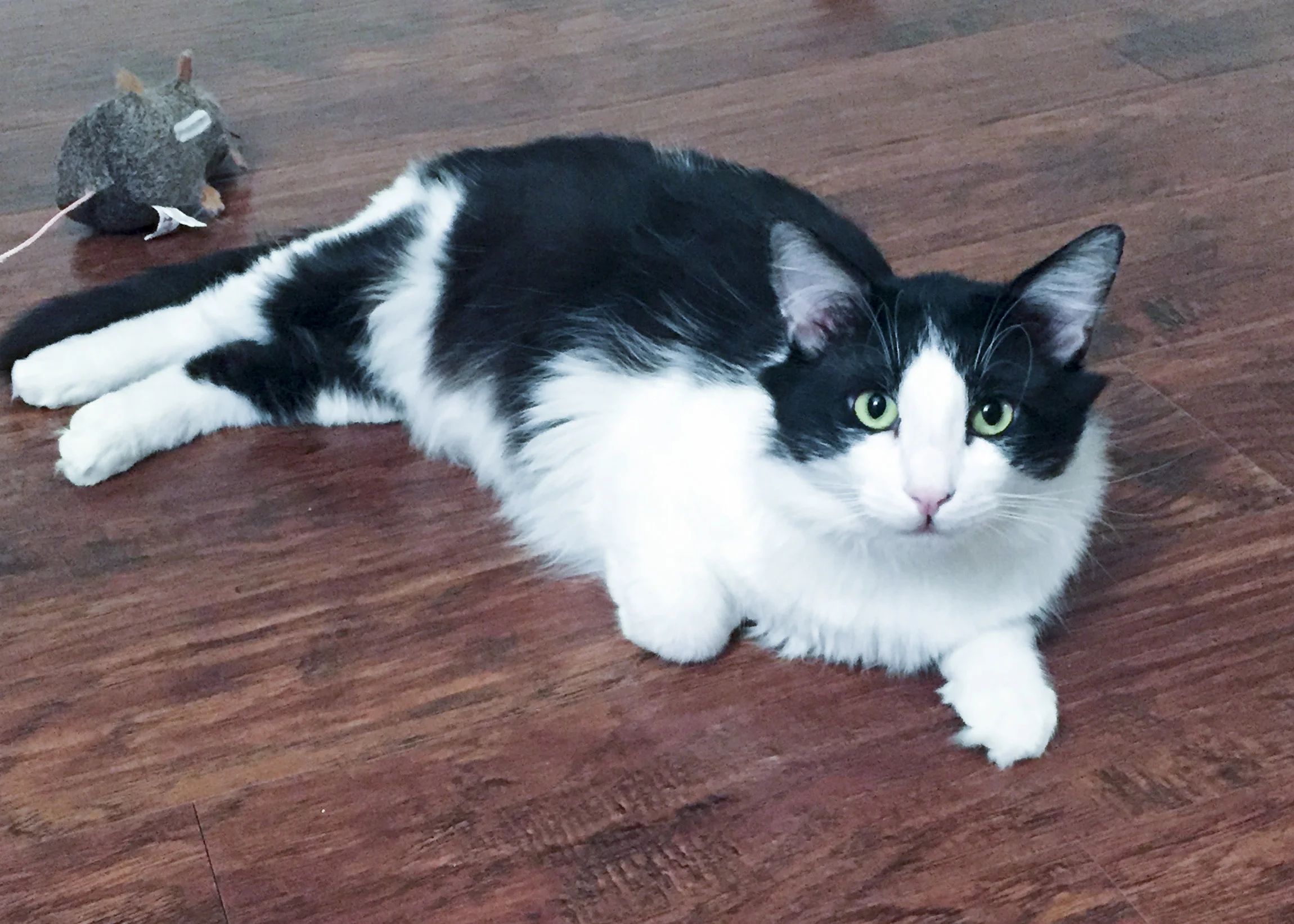 HUGO, 5 YEARS, MALE