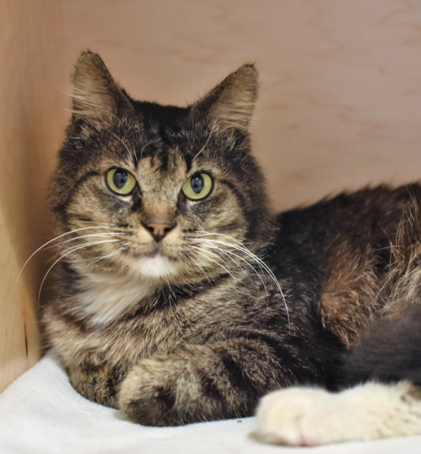 RICKY, 3-5 YEARS, MALE