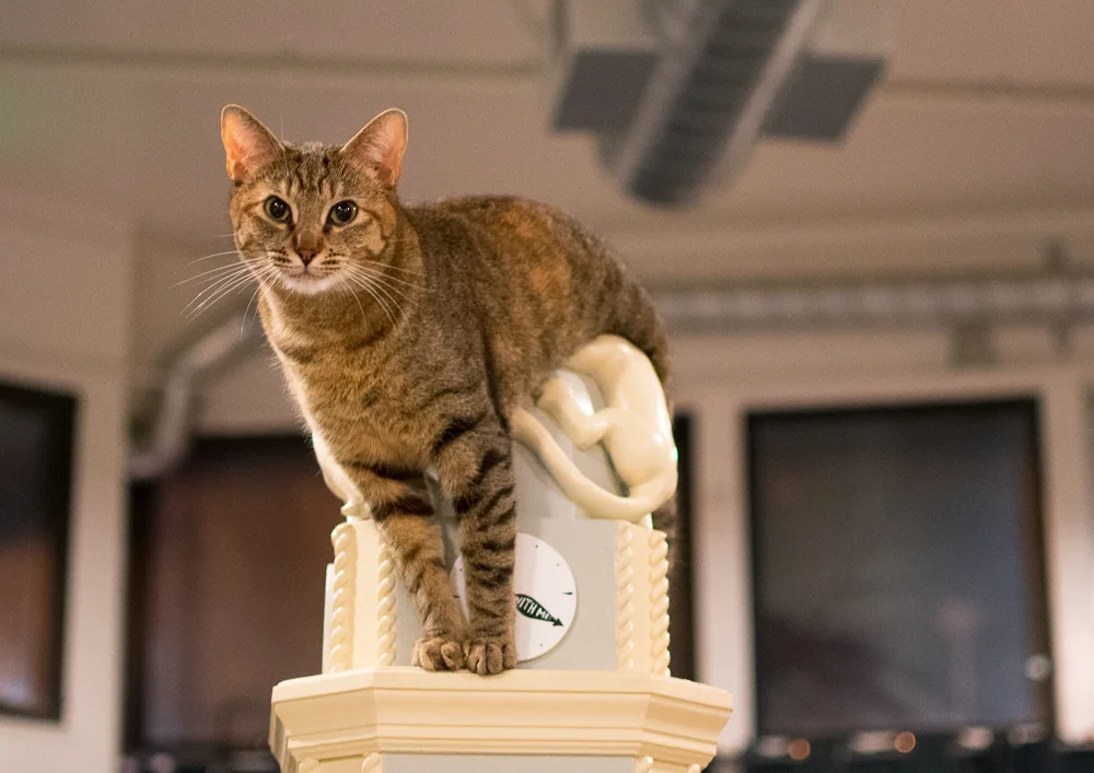 Natalie's favorite Cat Zone hangout. Photo by Andrew Dorman.