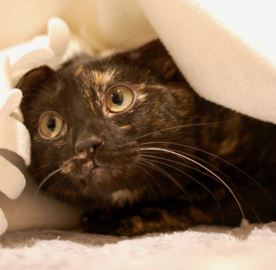 GRACE, 1 YEAR, FEMALE, BONDED PAIR WITH FAITH