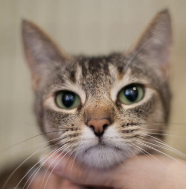 ZOLA, 1 YEAR, FEMALE, BONDED PAIR WITH JOSIE