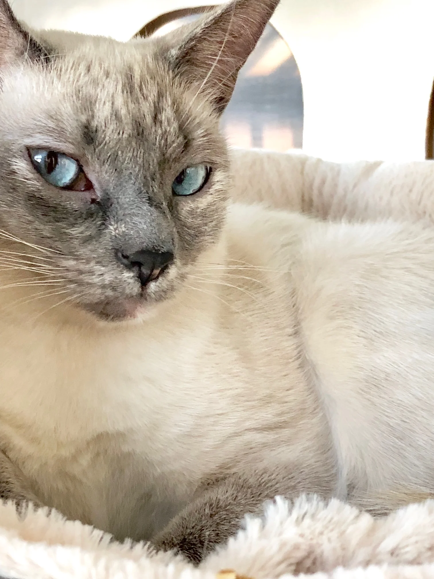 TYRA, 8-9 MONTHS, FEMALE