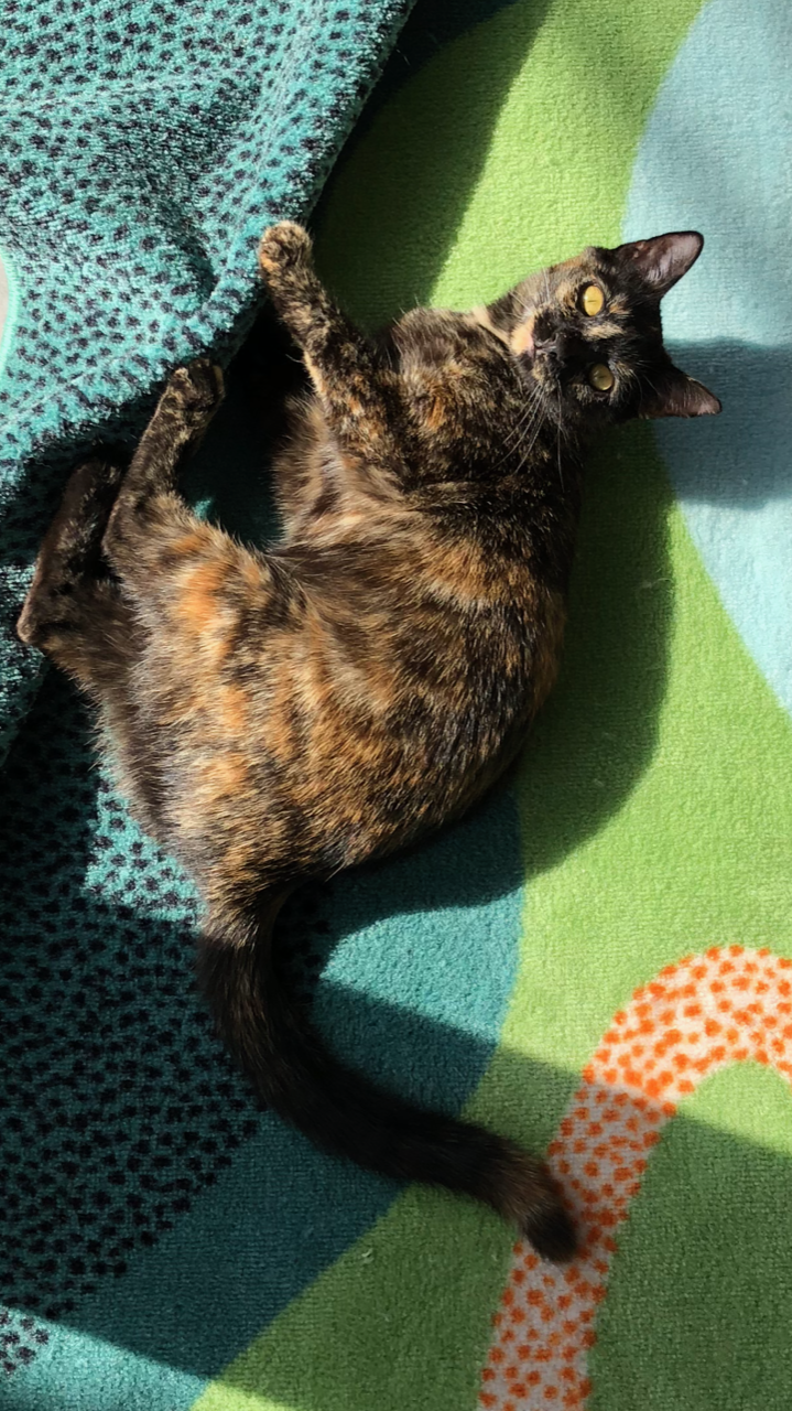 TURTLE, 7-8 MONTHS, FEMALE, BONDED PAIR WITH HANK