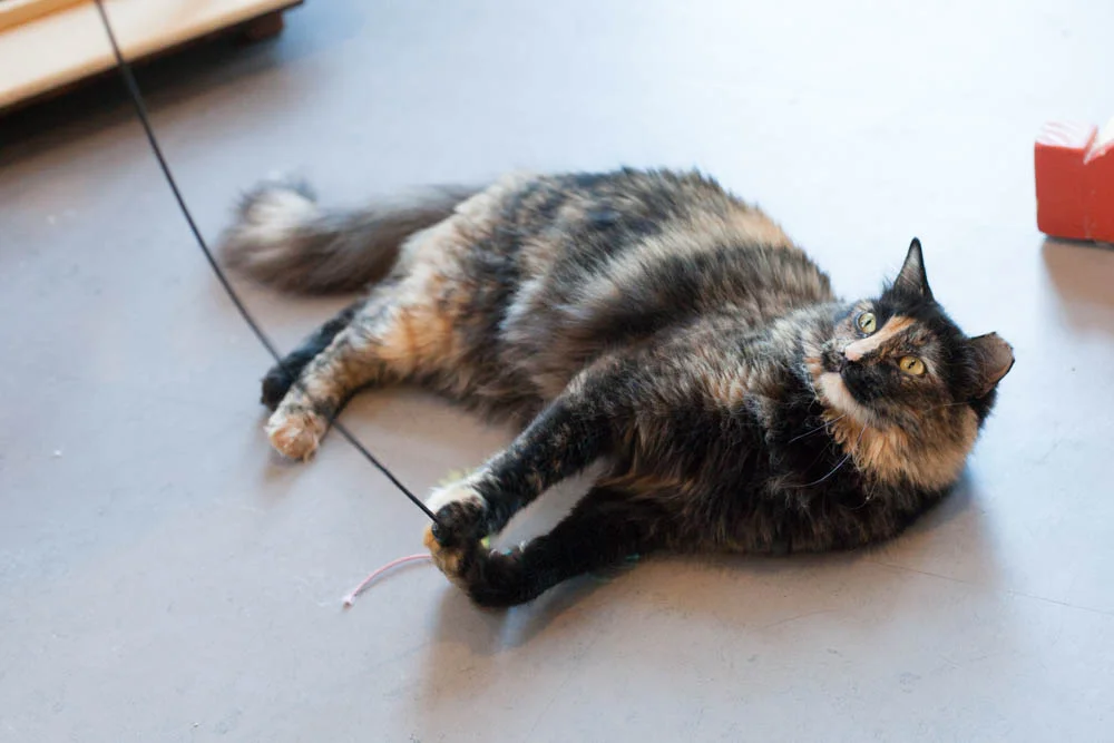 SUZY, 1 YEAR, FEMALE