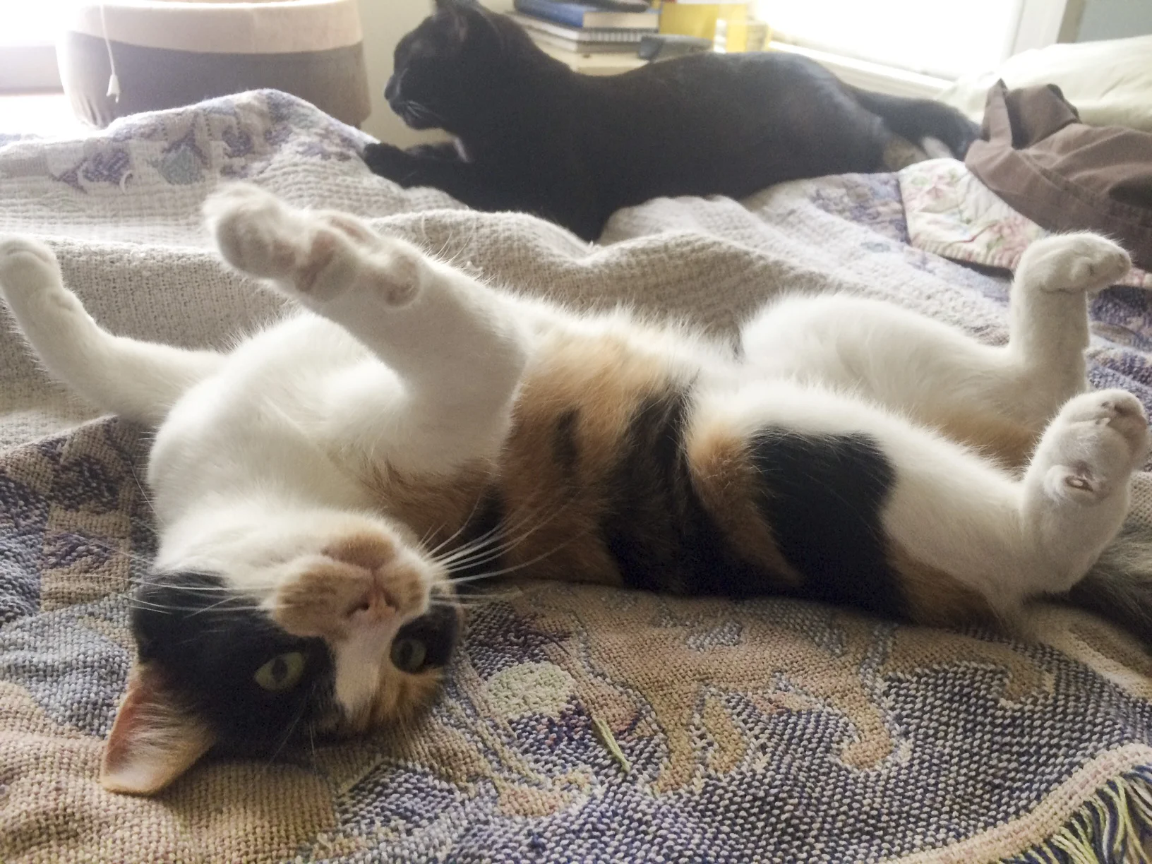 Poppy, once thought to be feral, was still young enough to be part of Cat Town's Forgotten Kitten Project. Under Kelda's care, she blossomed into a loving companion.