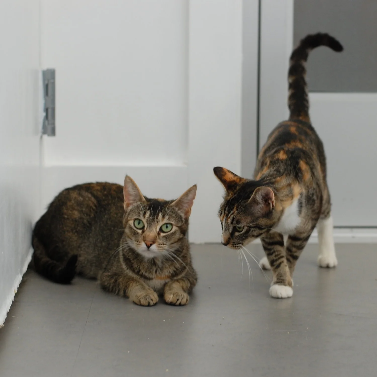 JOSIE & ZOLA