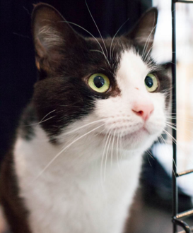 FELIX, 2 YEARS, MALE
