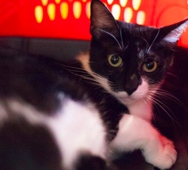 POLARIS, 2 YEARS, FEMALE