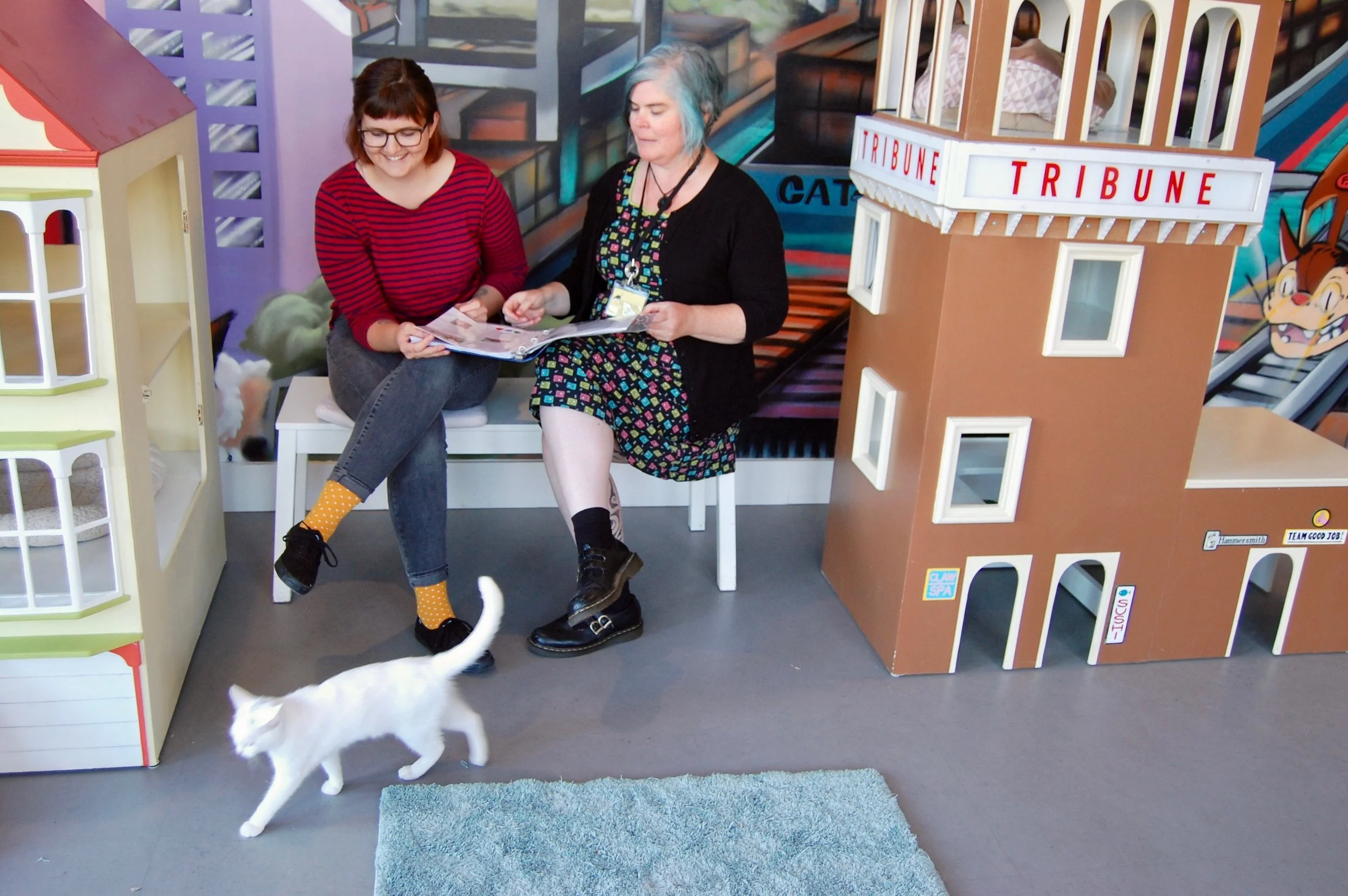 Maureen during a Cat Zone volunteer shift.