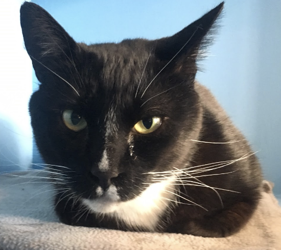 ARTIE, 2 YEARS, MALE