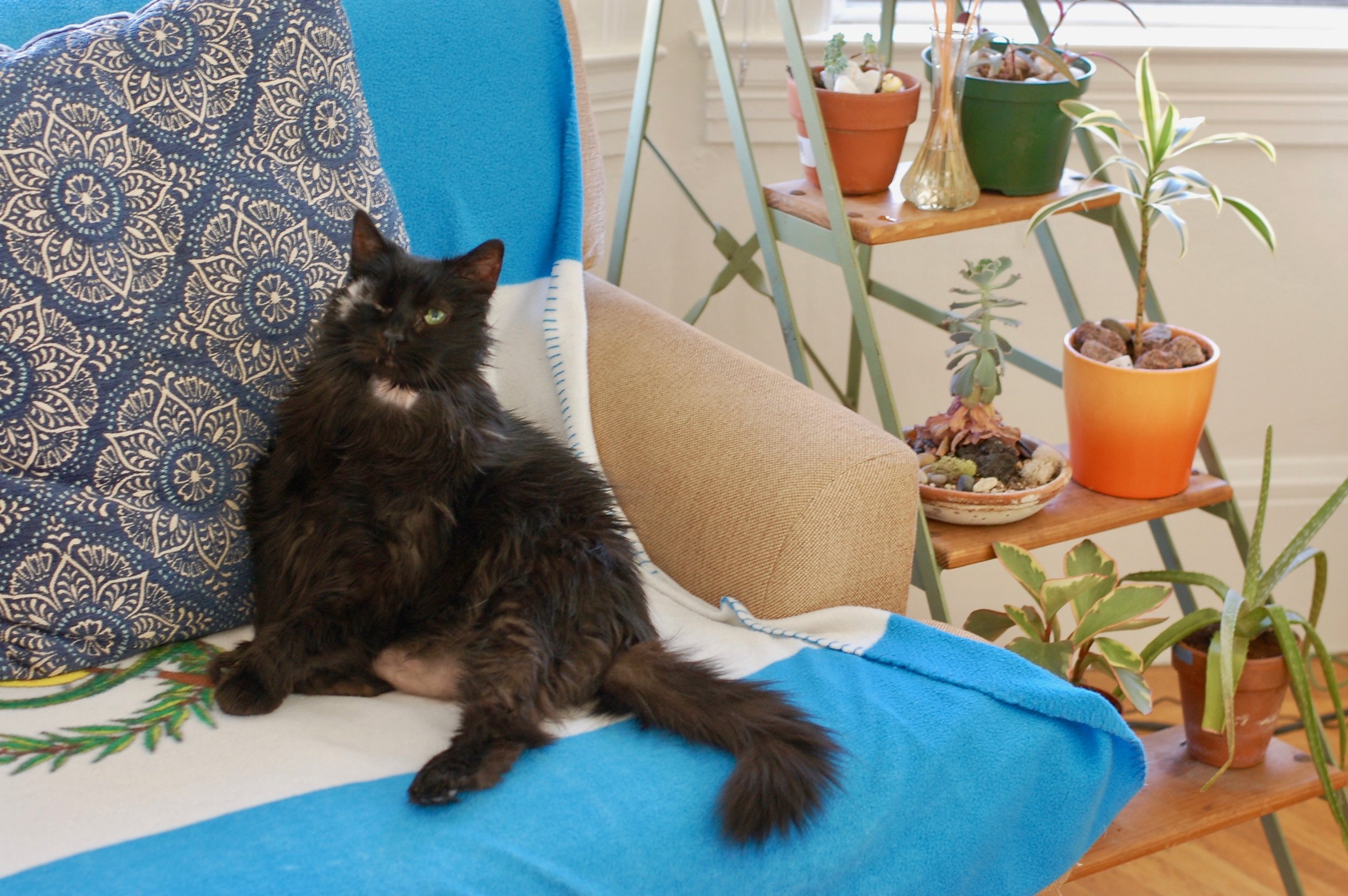 How Cats Became Companions: A Brief History
