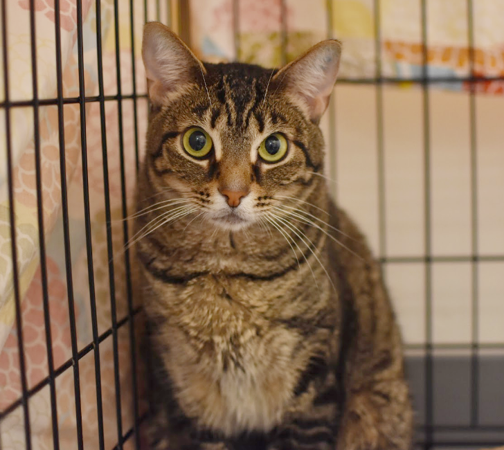 TRIXIE, 5 YEARS, FEMALE