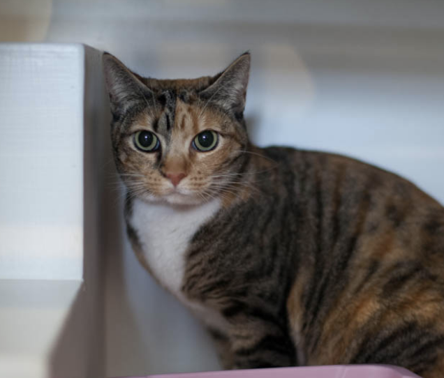CHLOE, 5 YEARS, FEMALE