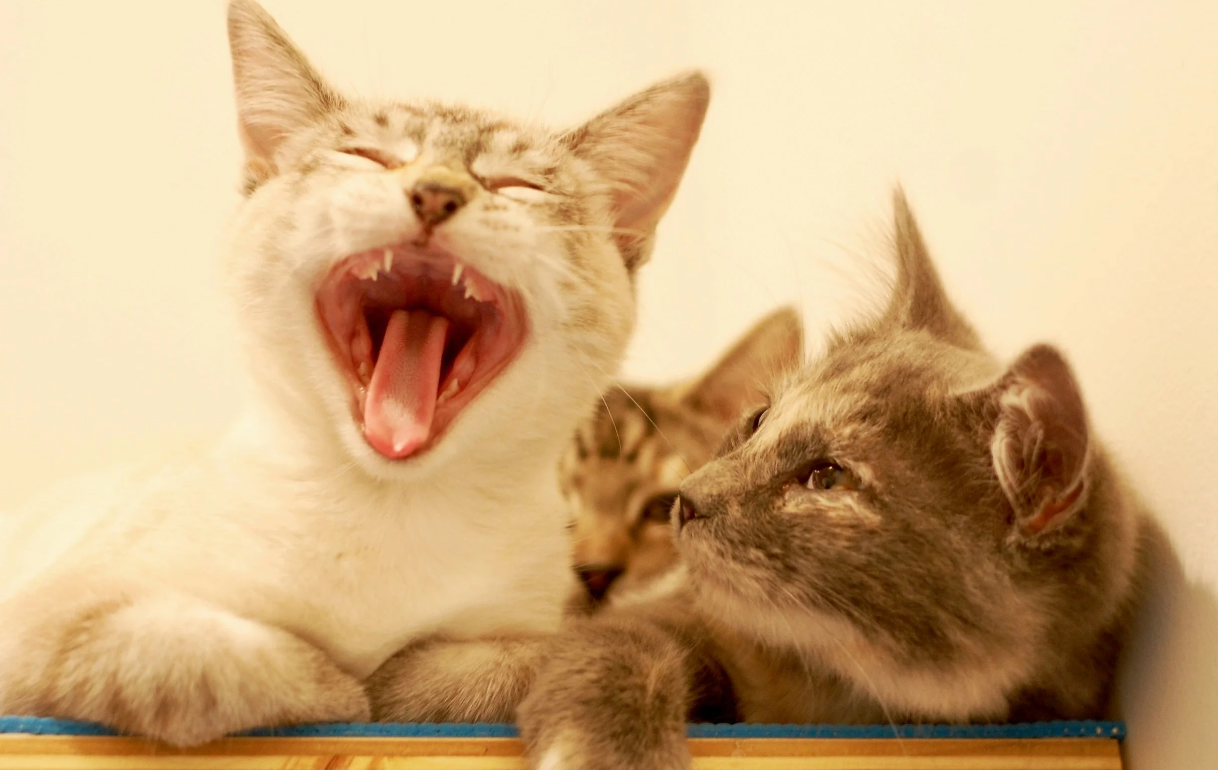 Aspen (left) and Leaf cuddled up in their Cat Town studio. Photo by Cathy Niland.