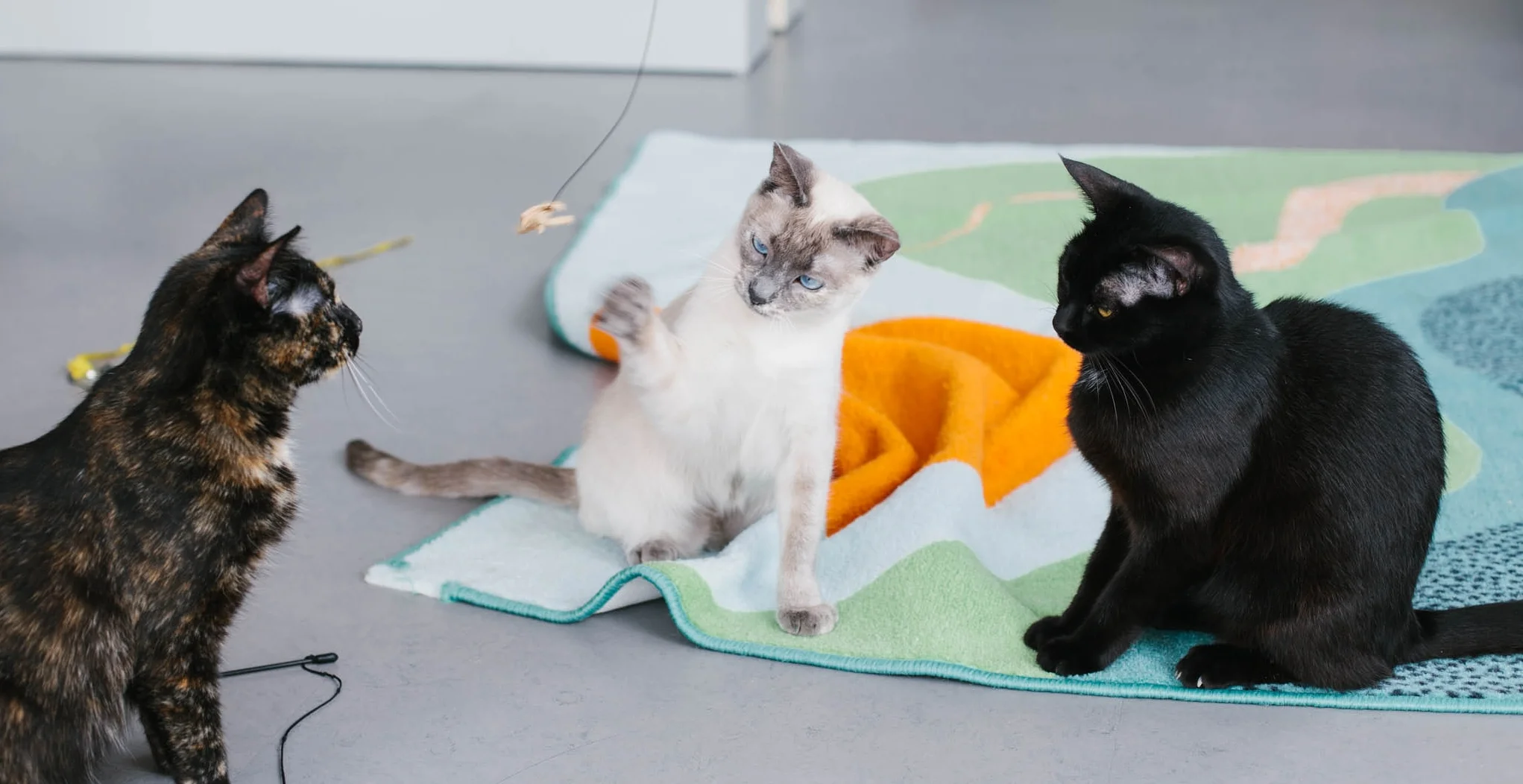 Tyra, like lots of Forgotten Kittens, has built confidence through play. Photo by Scott Russell.