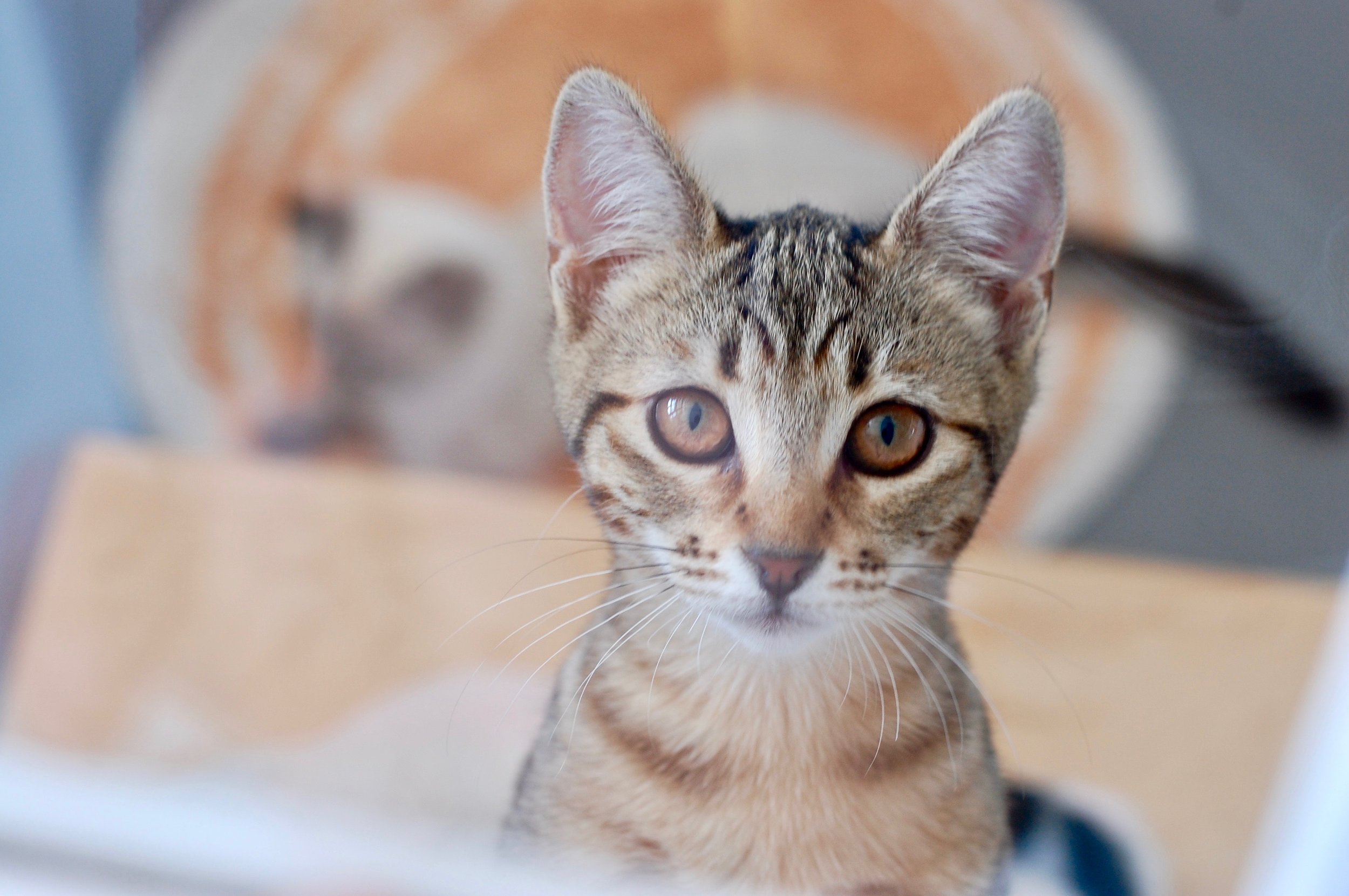 KITTEN WIRE: 10 TAKEAWAYS FROM THE LAST YEAR